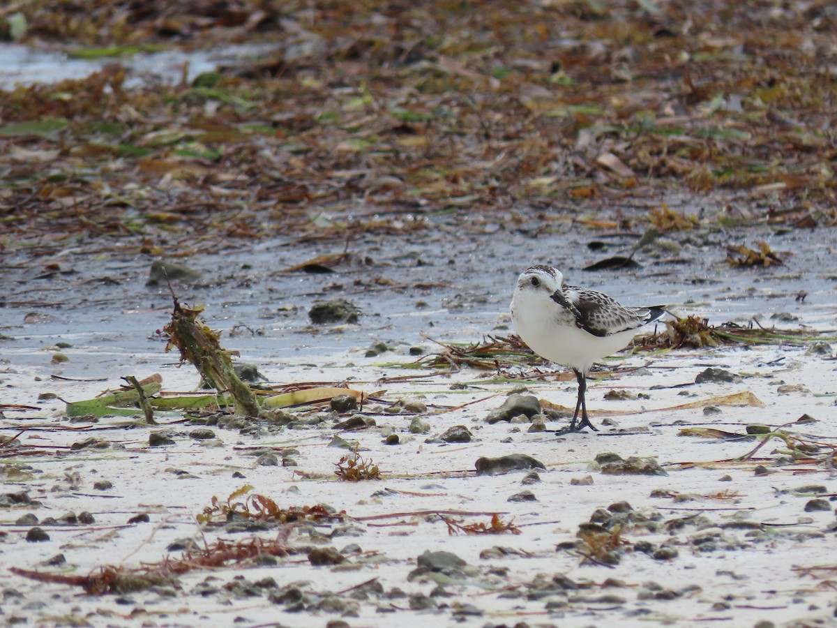 Sanderling - Kevin Christman