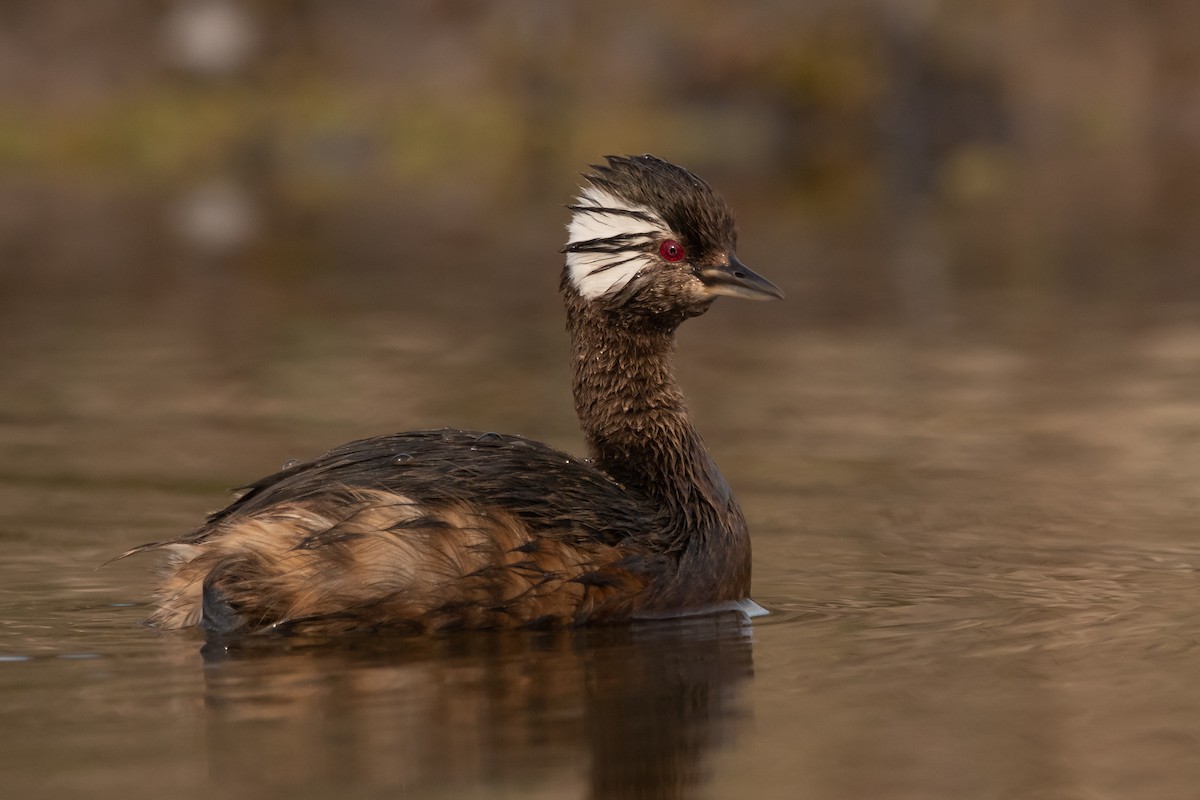 White-tufted Grebe - ML263041251