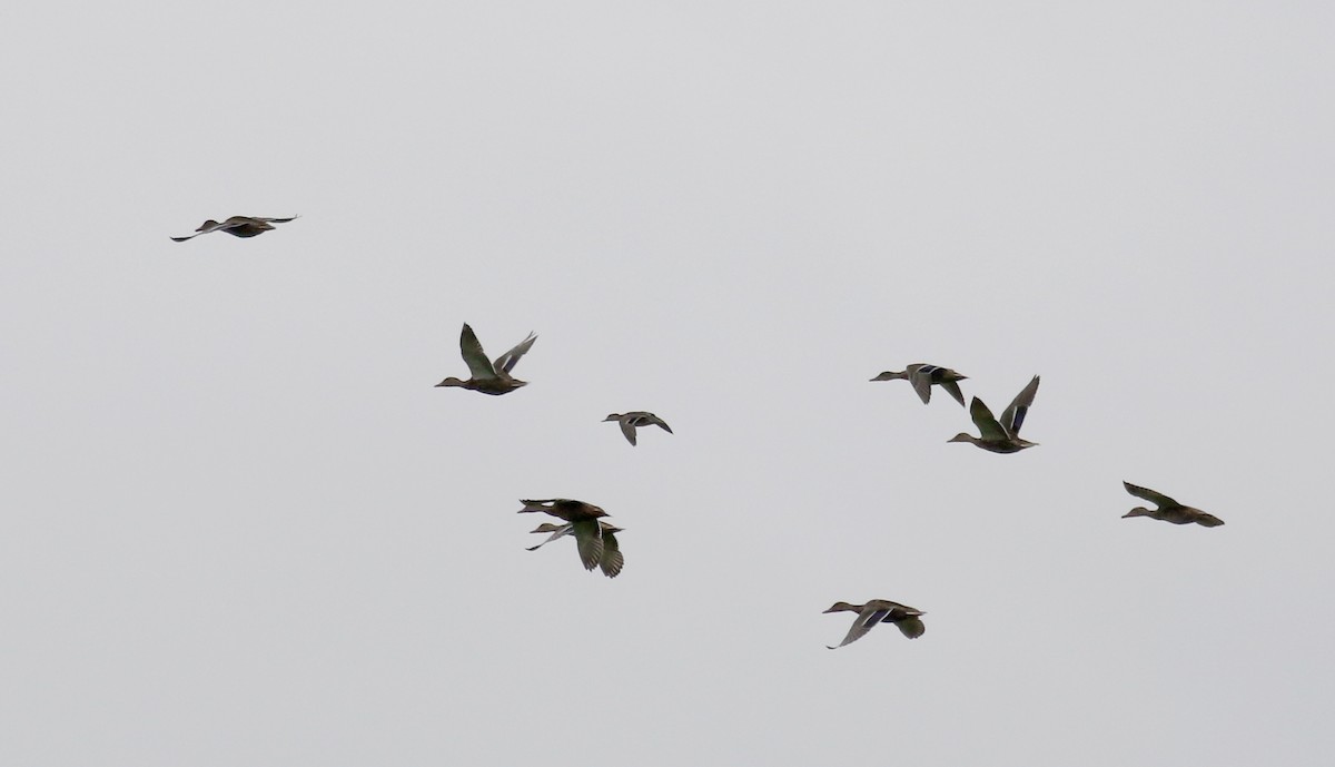 Green-winged Teal (American) - ML263041361