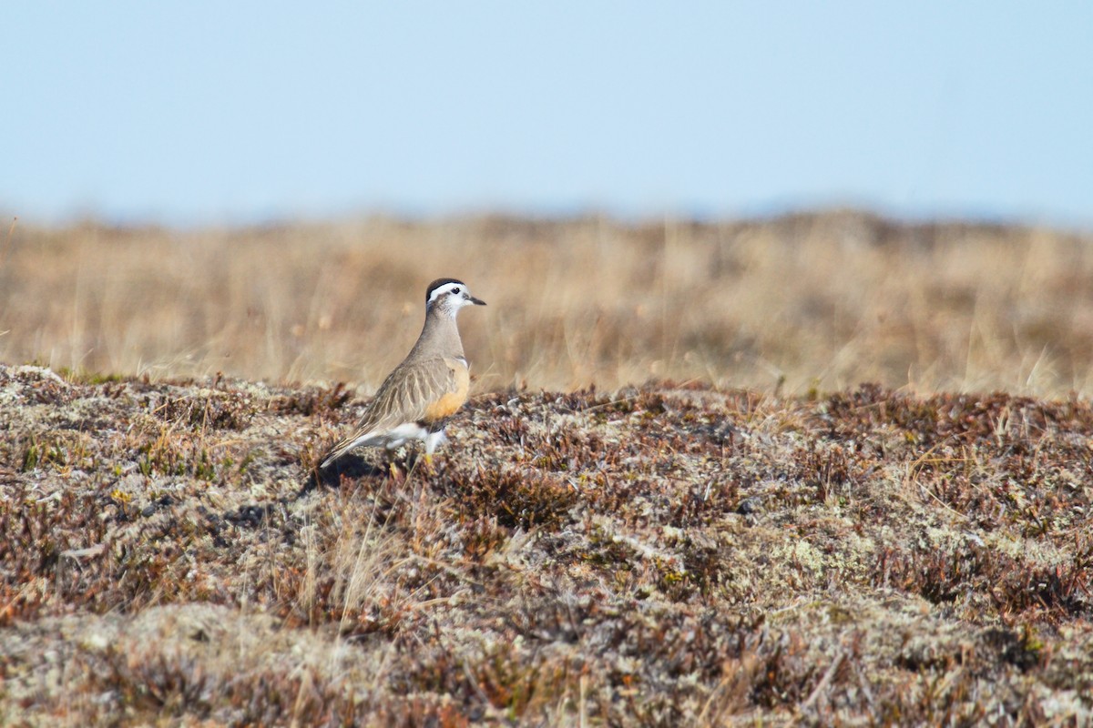 Eurasian Dotterel - ML263041501