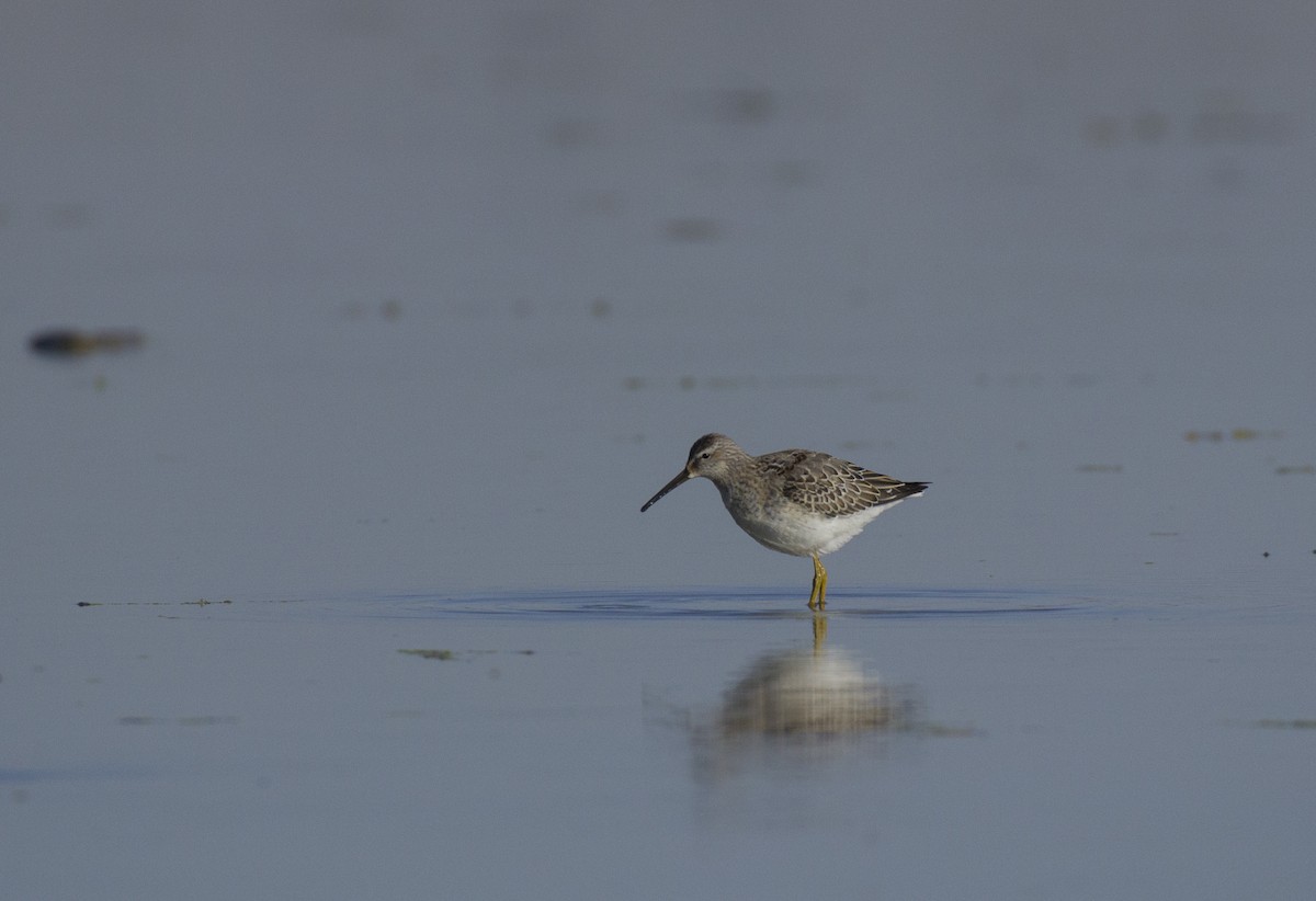 Stilt Sandpiper - ML263042701