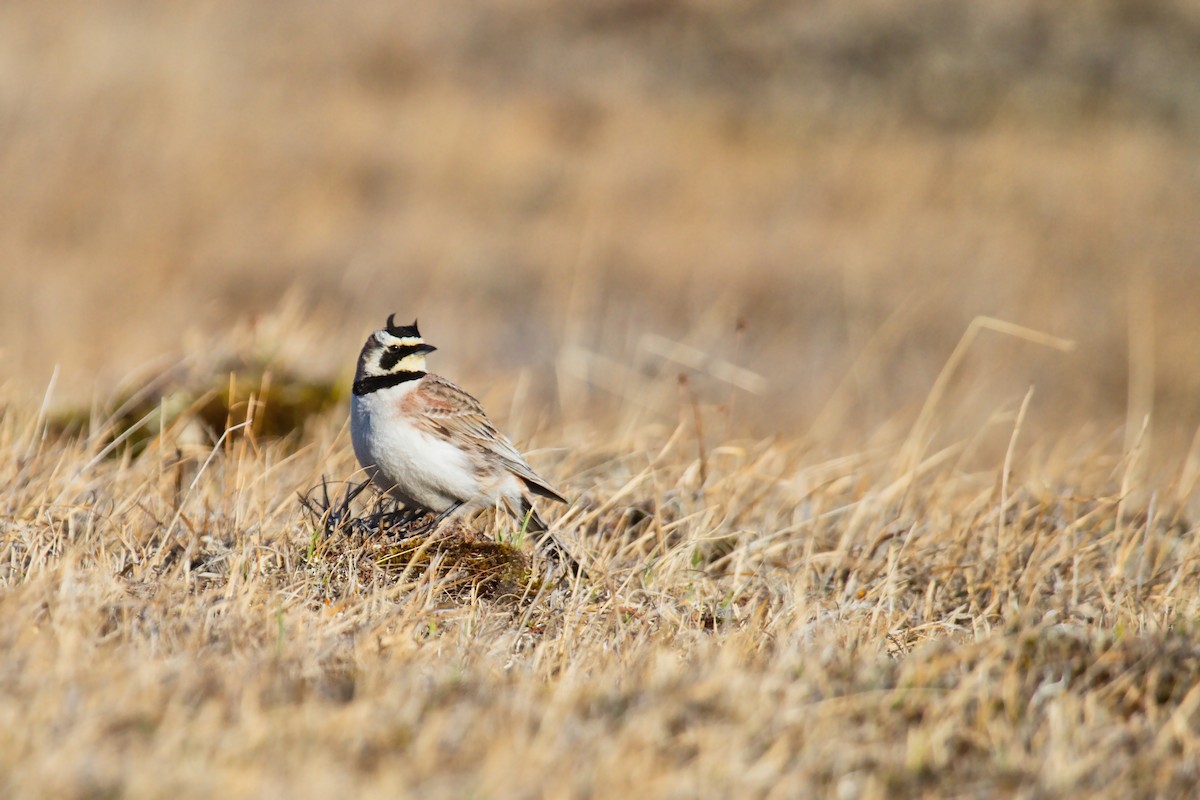 Horned Lark - ML263042881