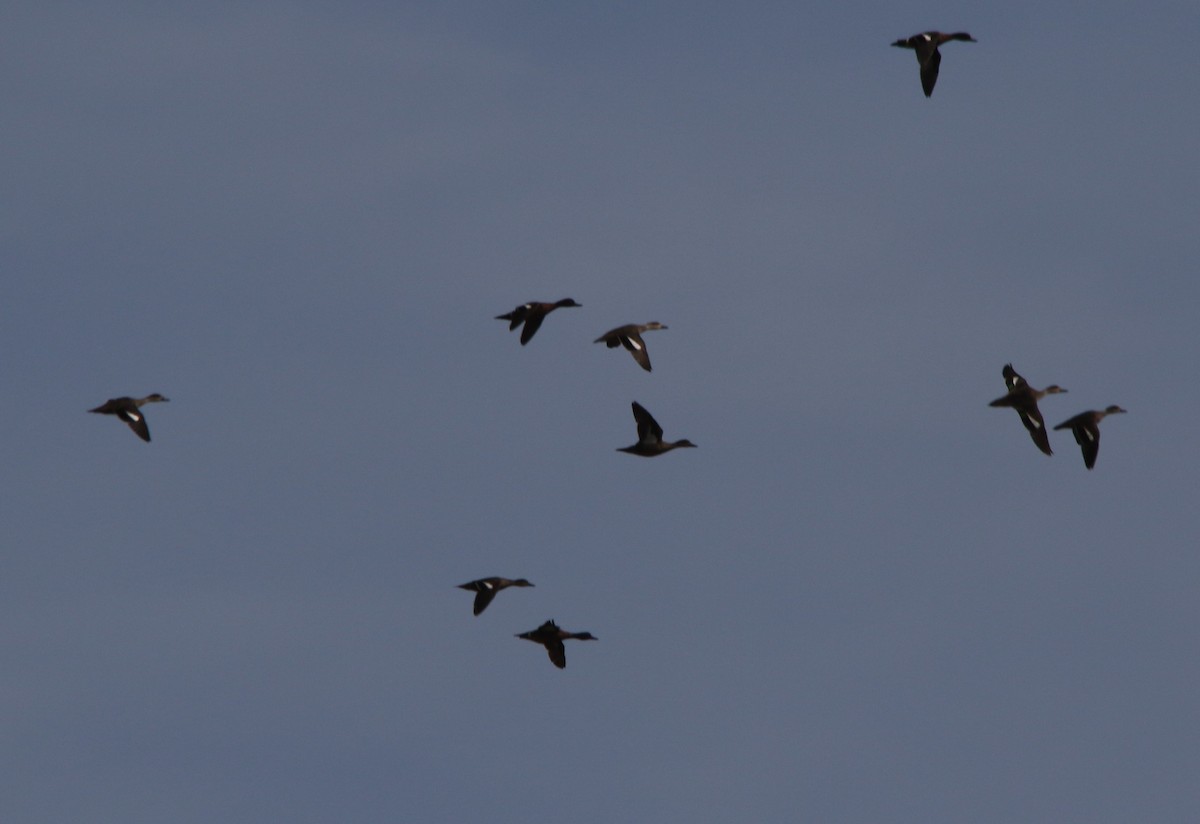 Chestnut Teal - ML263043221