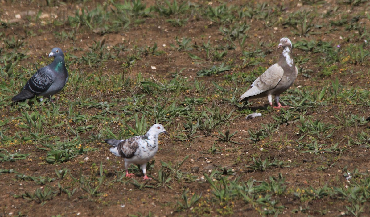 Rock Pigeon (Feral Pigeon) - ML263043521