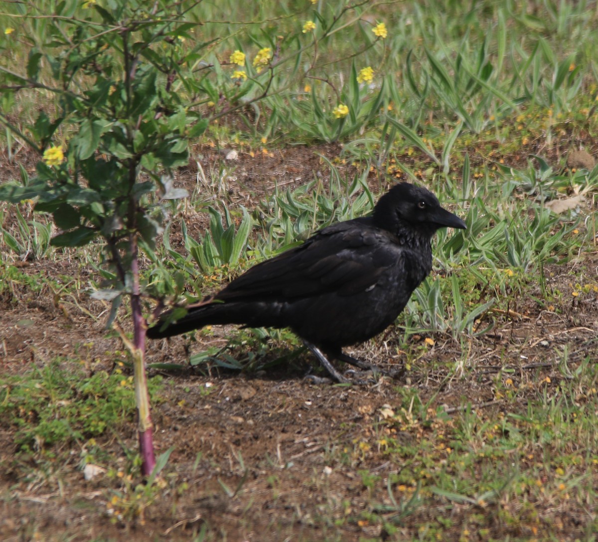 Little Raven - ML263043541