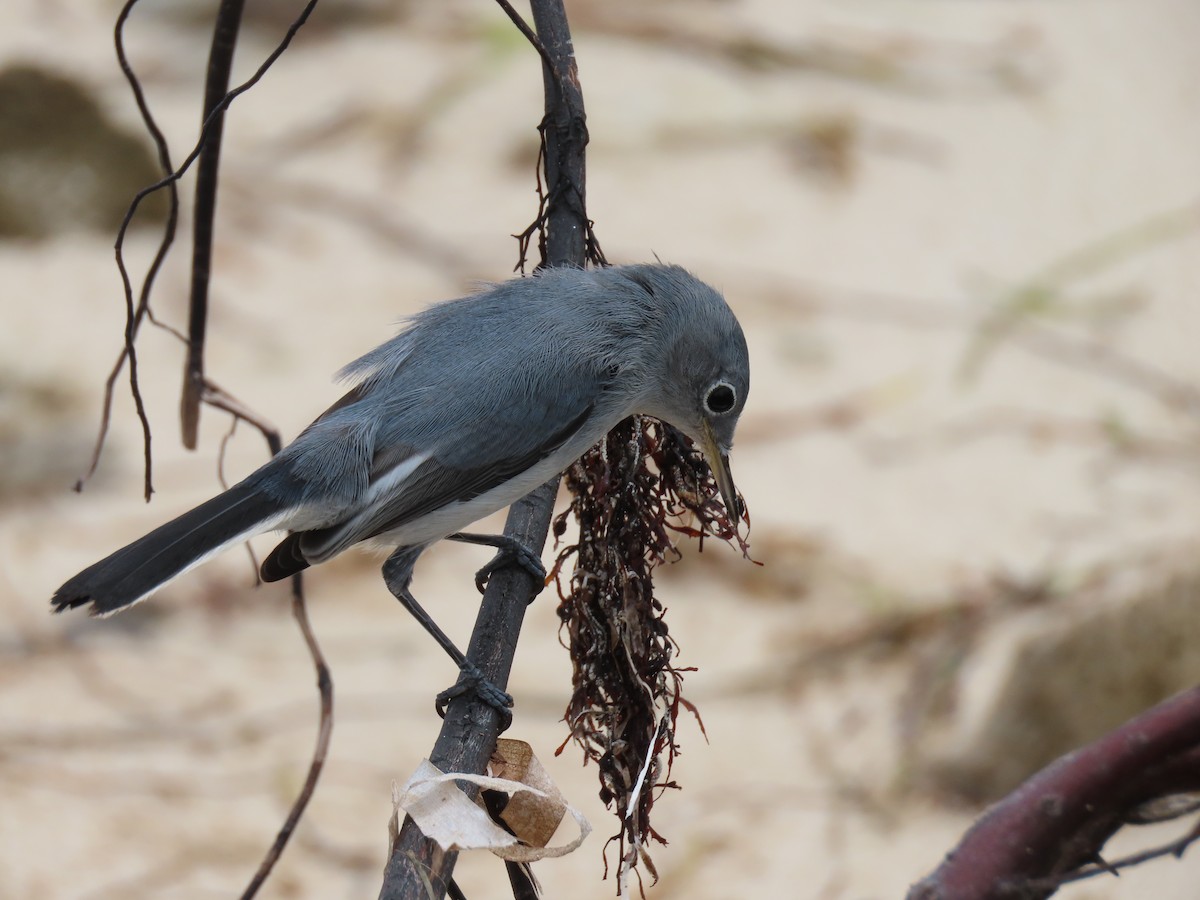 Blue-gray Gnatcatcher - ML263045721