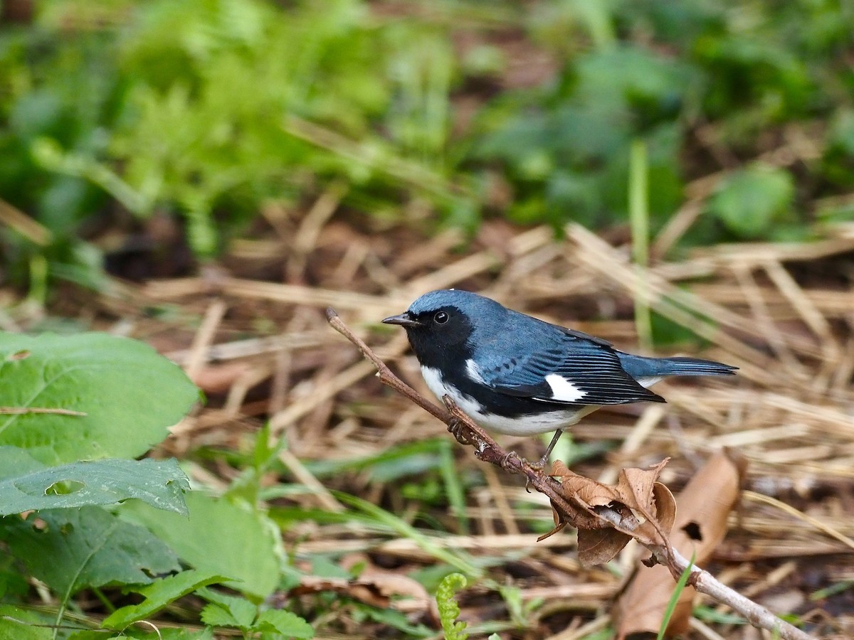 Black-throated Blue Warbler - ML263045861