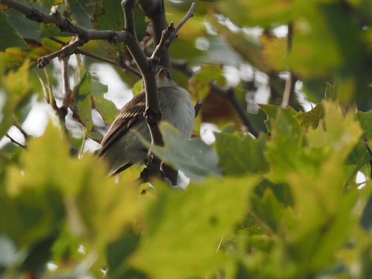 Alder/Willow Flycatcher (Traill's Flycatcher) - ML263046441