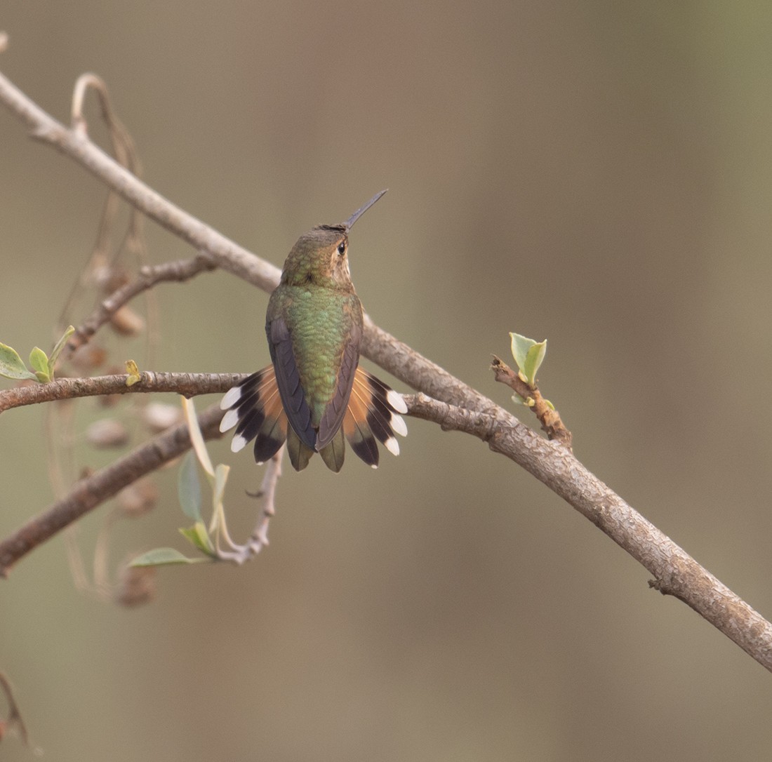 Rufous Hummingbird - Gary Woods