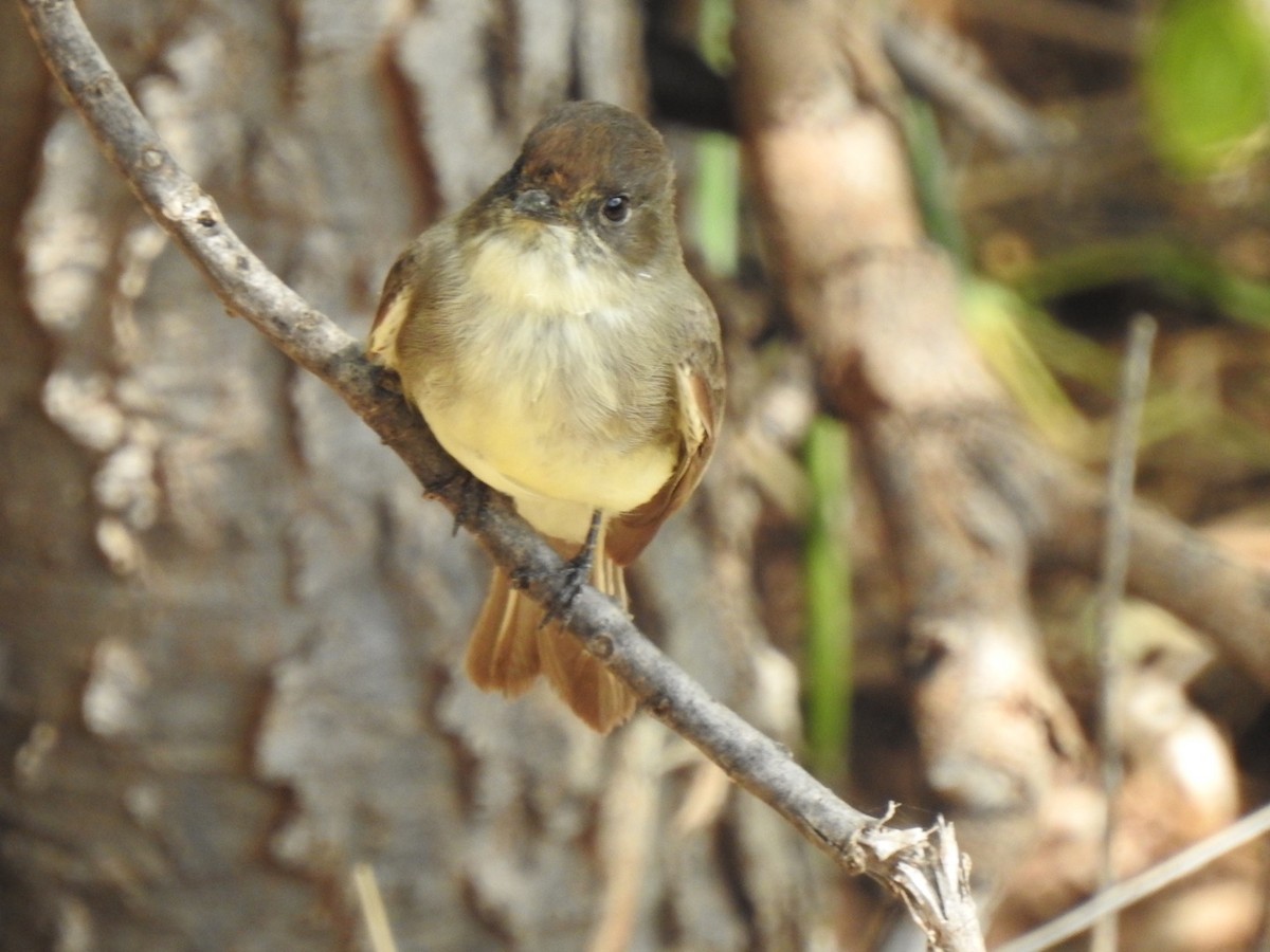 Eastern Phoebe - ML263047391