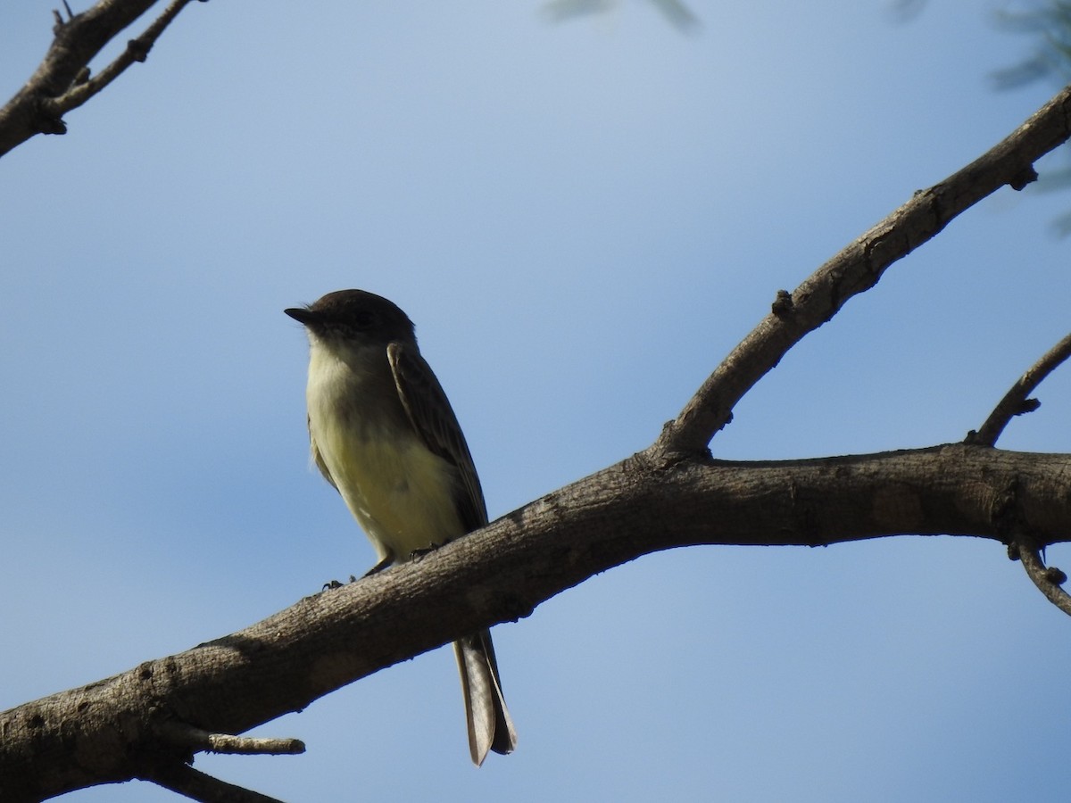 Eastern Phoebe - ML263048431