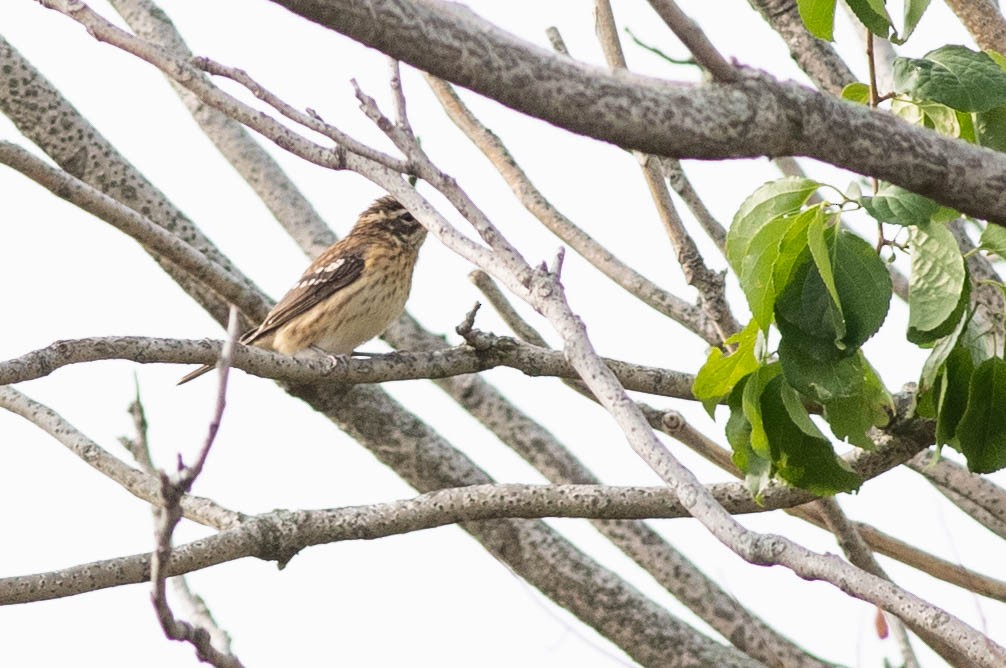 Rose-breasted Grosbeak - ML263048531