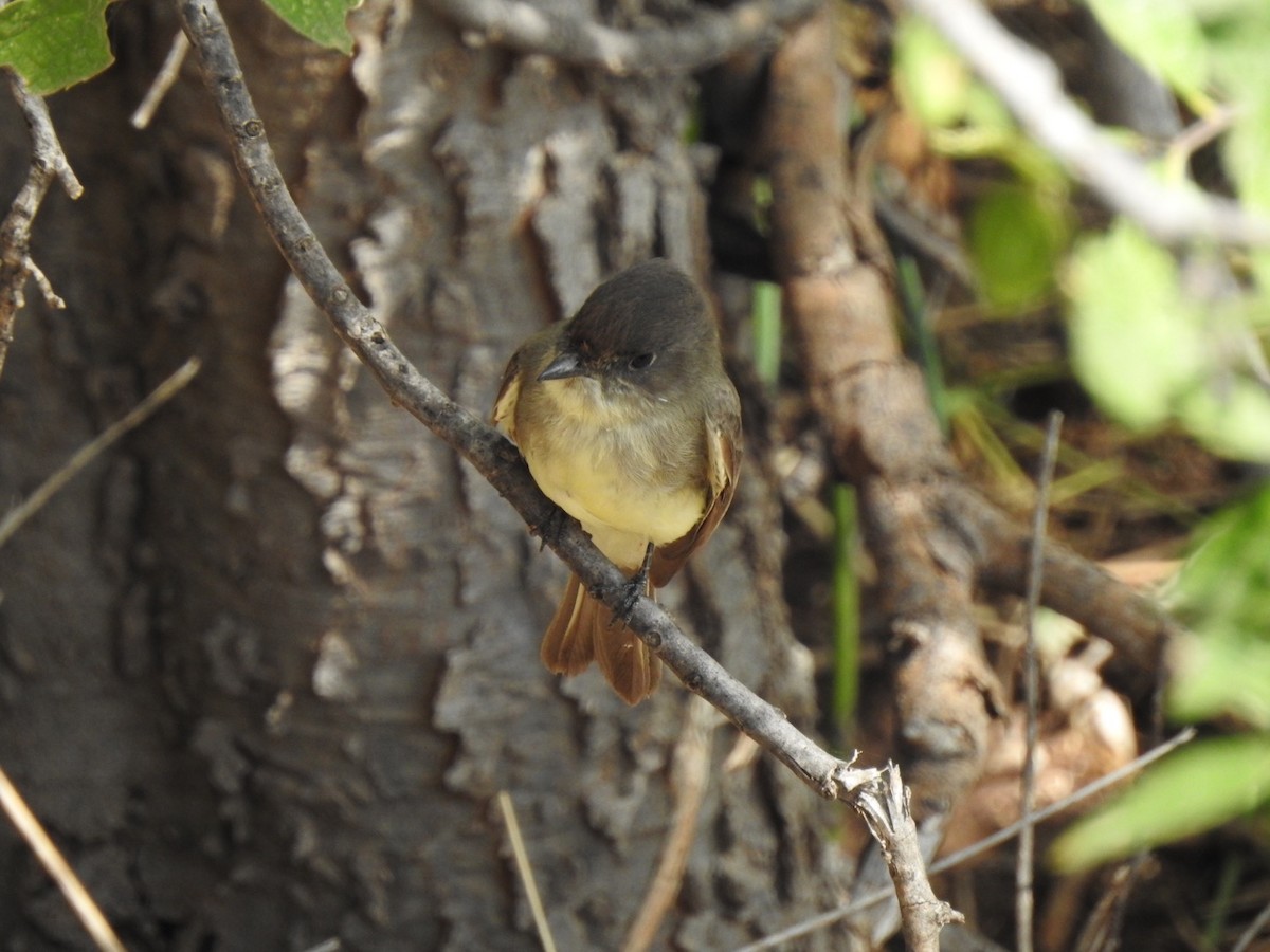 Eastern Phoebe - ML263049001