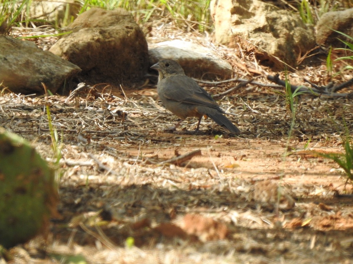 Canyon Towhee - ML263049141