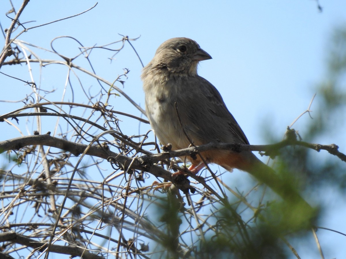 Canyon Towhee - ML263049281