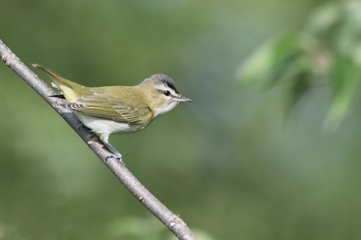 Red-eyed Vireo - Mollie Ficker