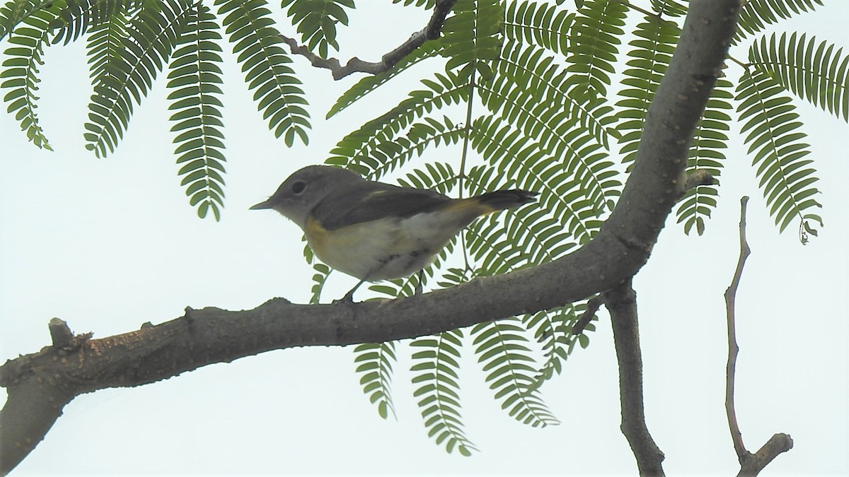 American Redstart - ML263049611