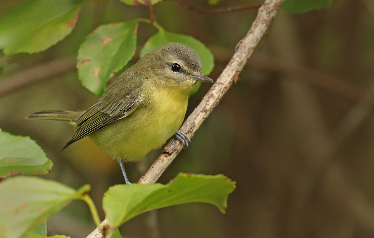 Vireo de Filadelfia - ML263050751