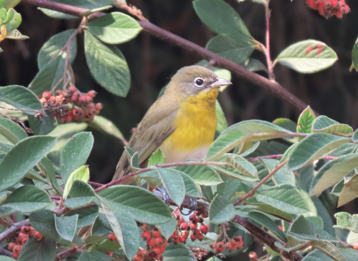 Yellow-breasted Chat - ML263050791