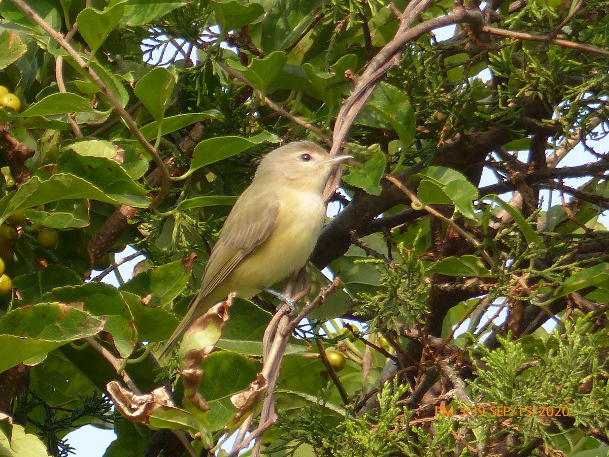 Warbling Vireo - ML263052221