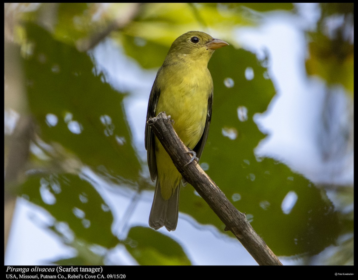 Scarlet Tanager - ML263053581