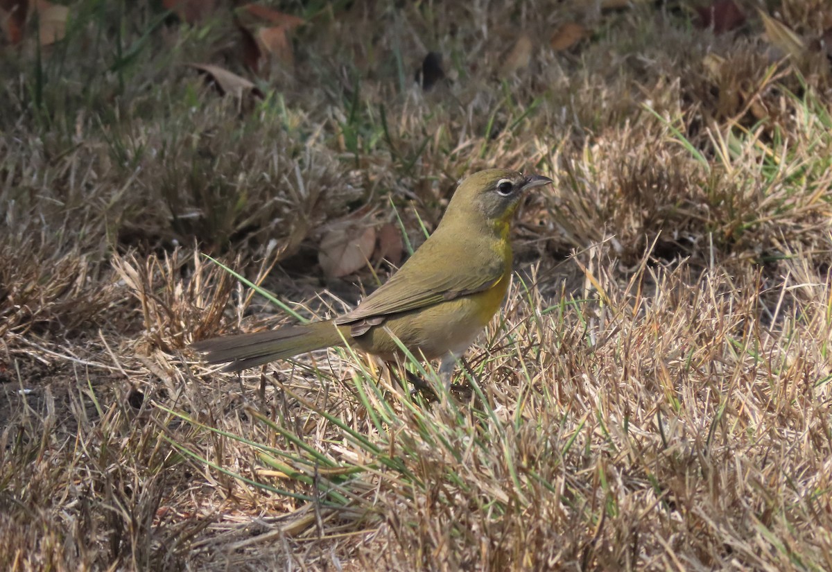 Yellow-breasted Chat - ML263053691