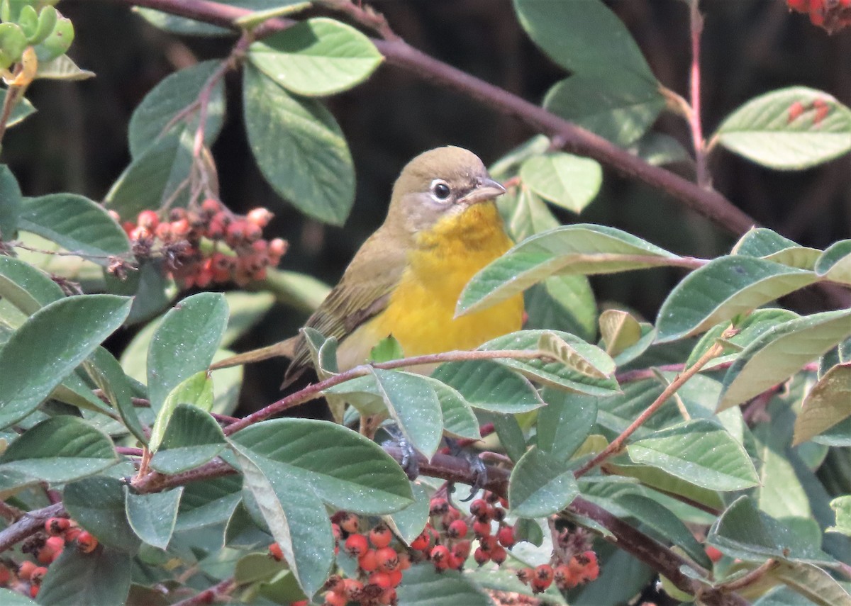 Yellow-breasted Chat - ML263054051