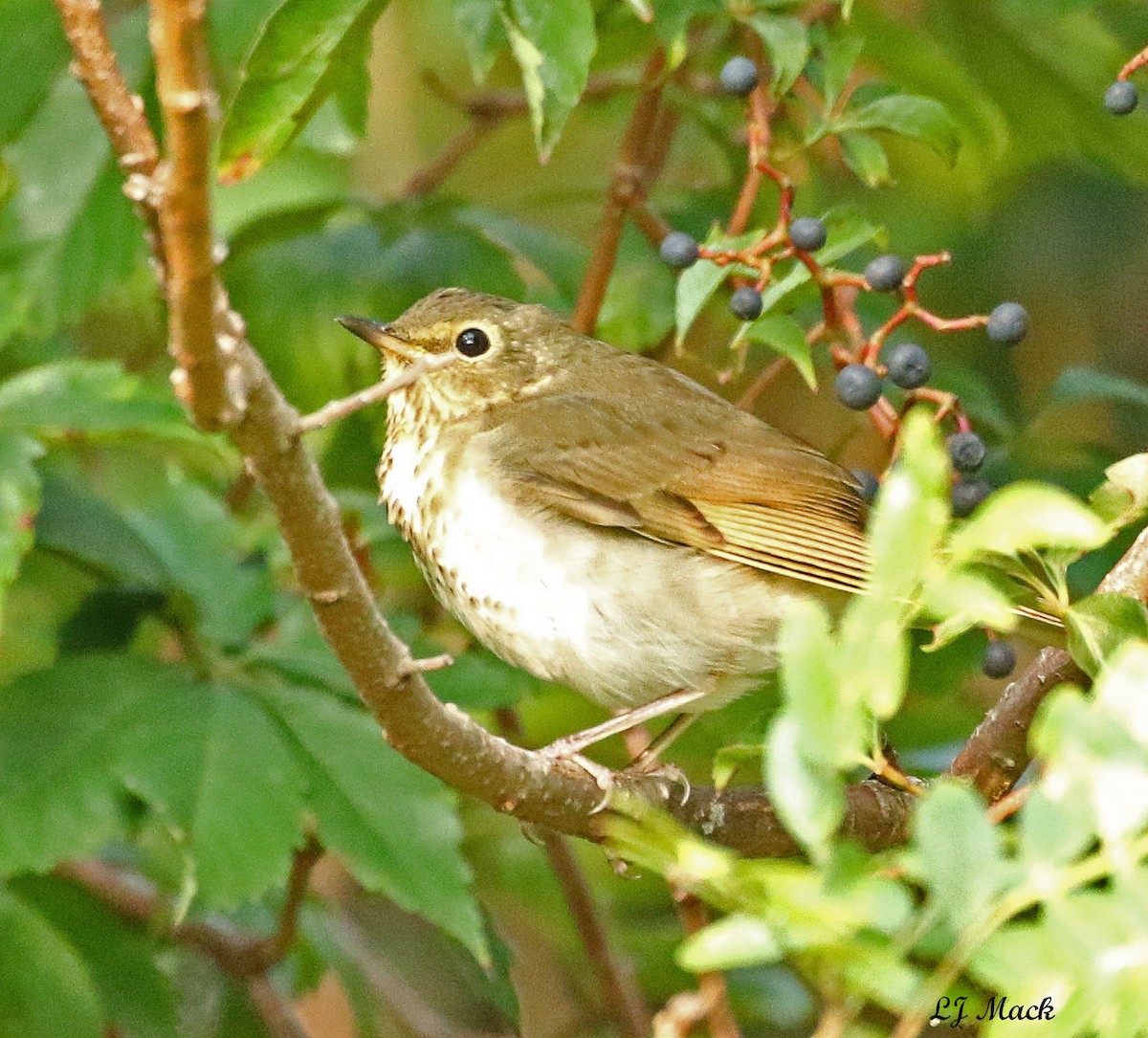 Swainson's Thrush - ML263054431