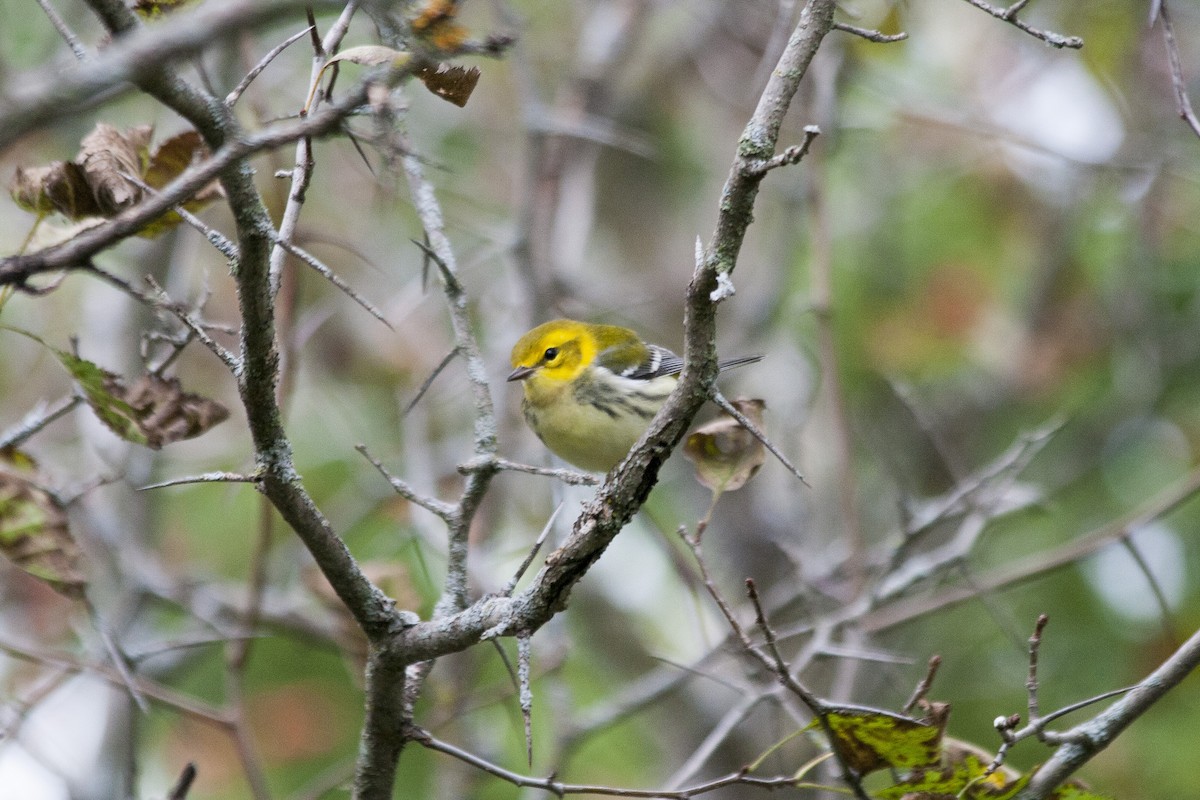 Grünmantel-Waldsänger - ML263054771