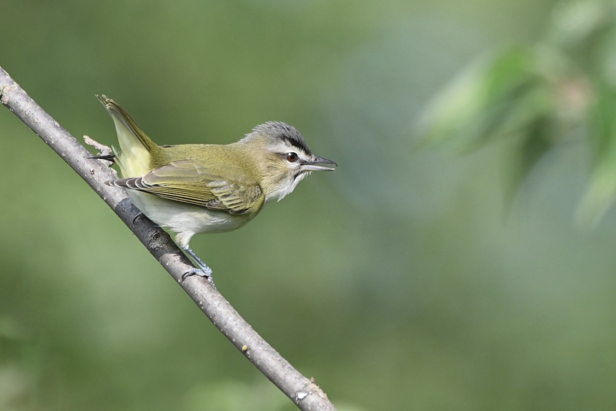 Red-eyed Vireo - Mollie Ficker