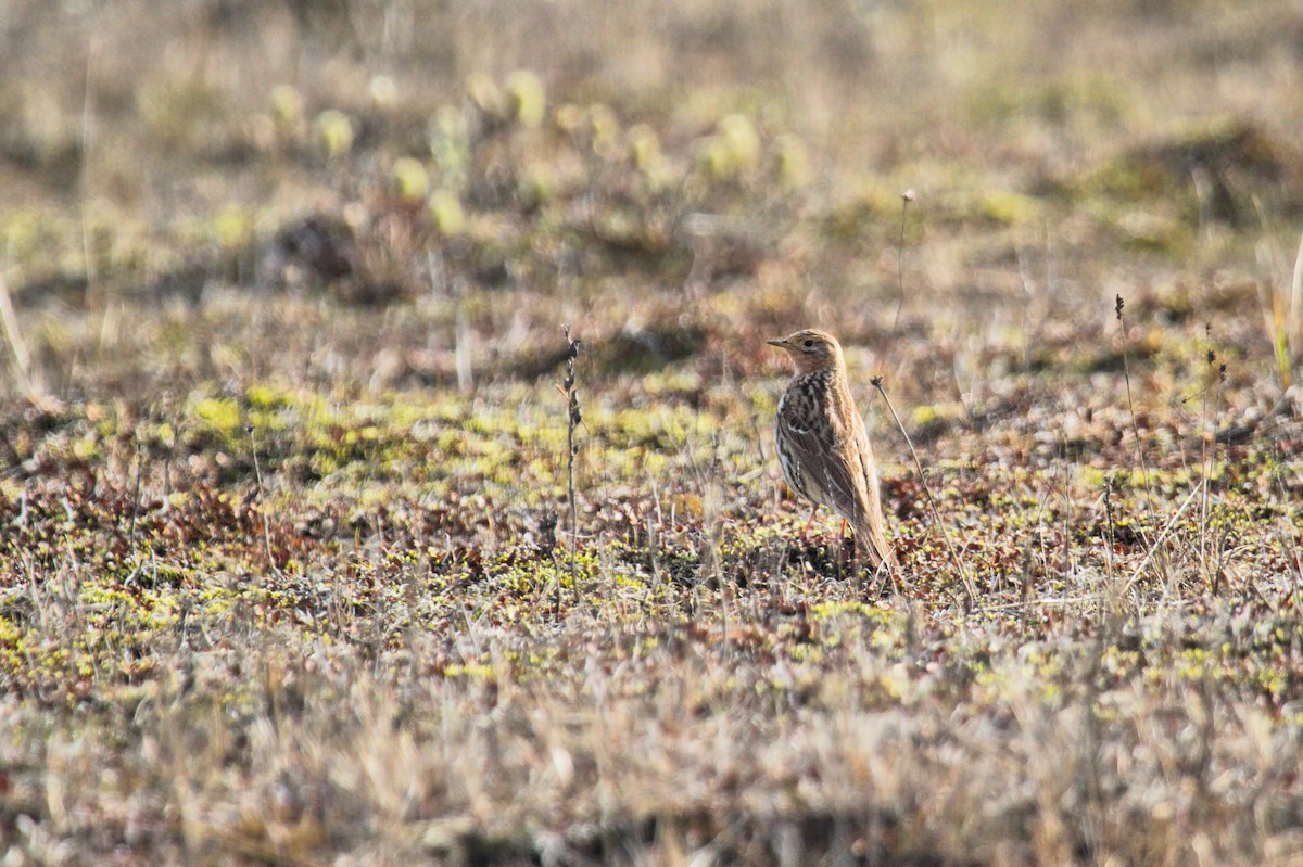 Red-throated Pipit - Don-Jean Léandri-Breton