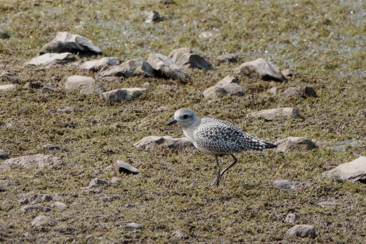 Black-bellied Plover - Merle Nisly