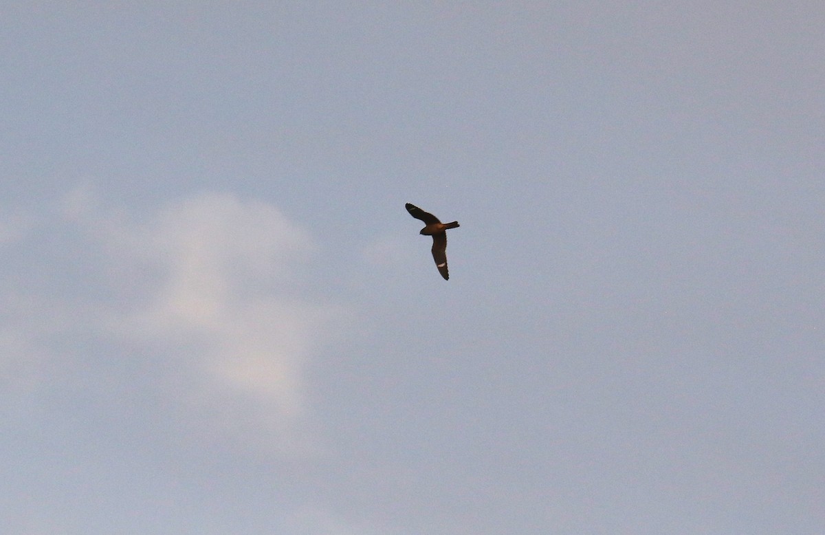 Common Nighthawk - Todd Humphrey