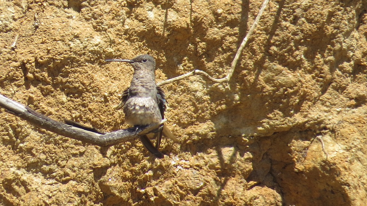 Giant Hummingbird - ML263056901