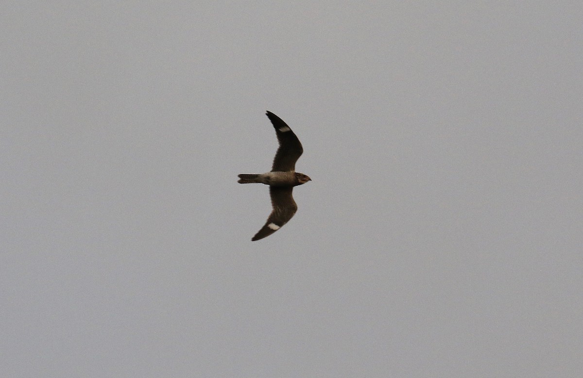 Common Nighthawk - Todd Humphrey