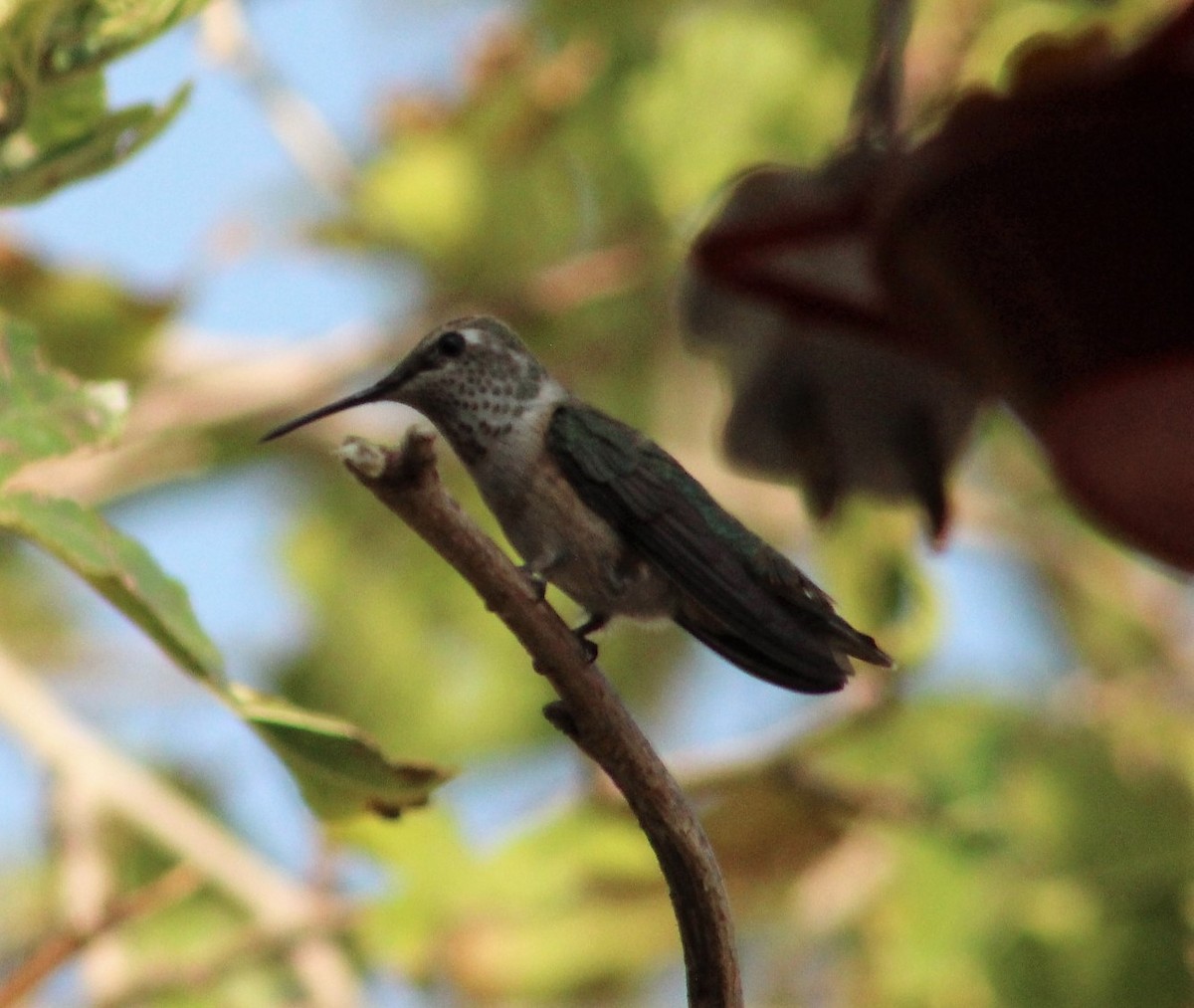 Rufous Hummingbird - Michelle Brock