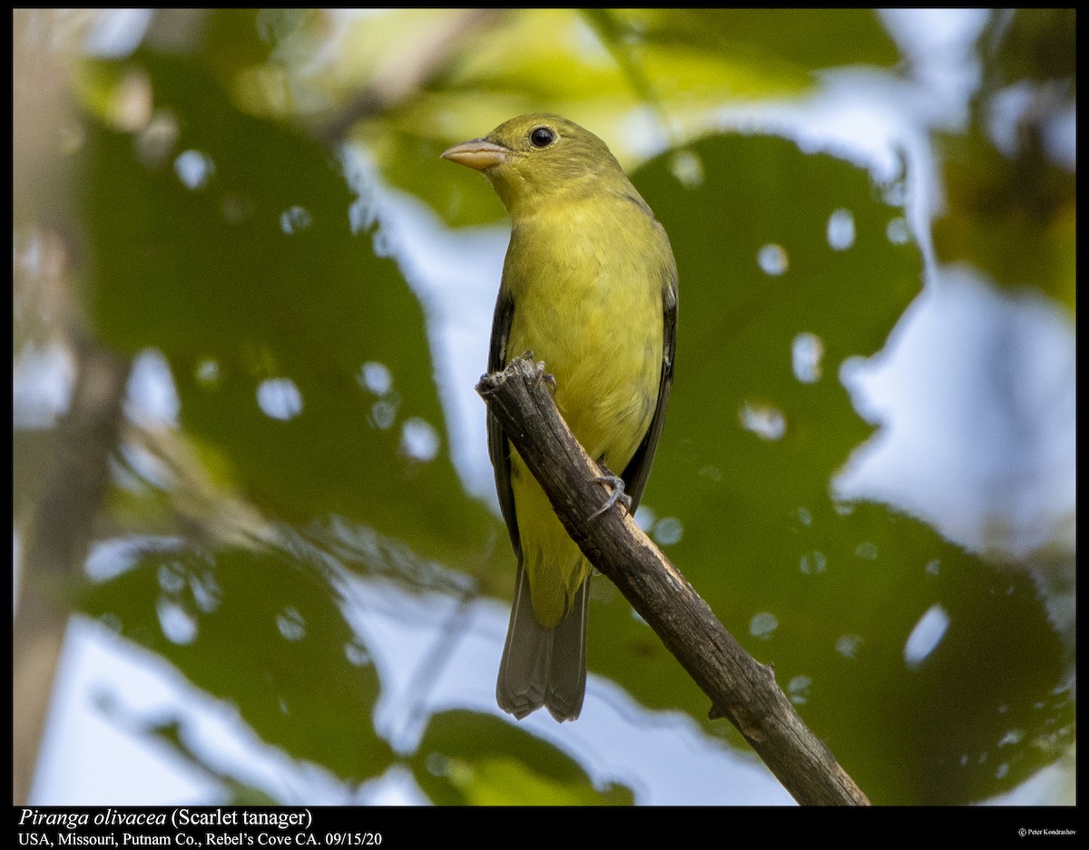 Scarlet Tanager - ML263060291