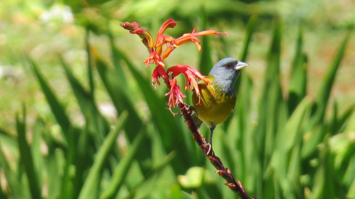 Gray-hooded Sierra Finch - ML263061571