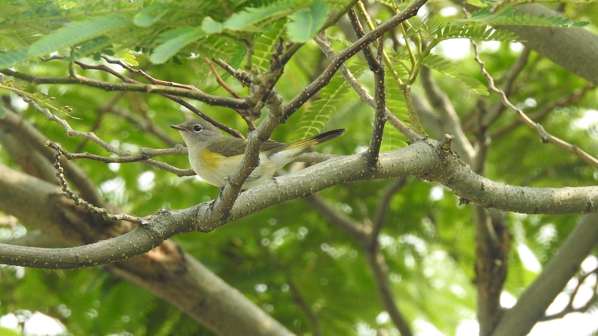 American Redstart - ML263062801