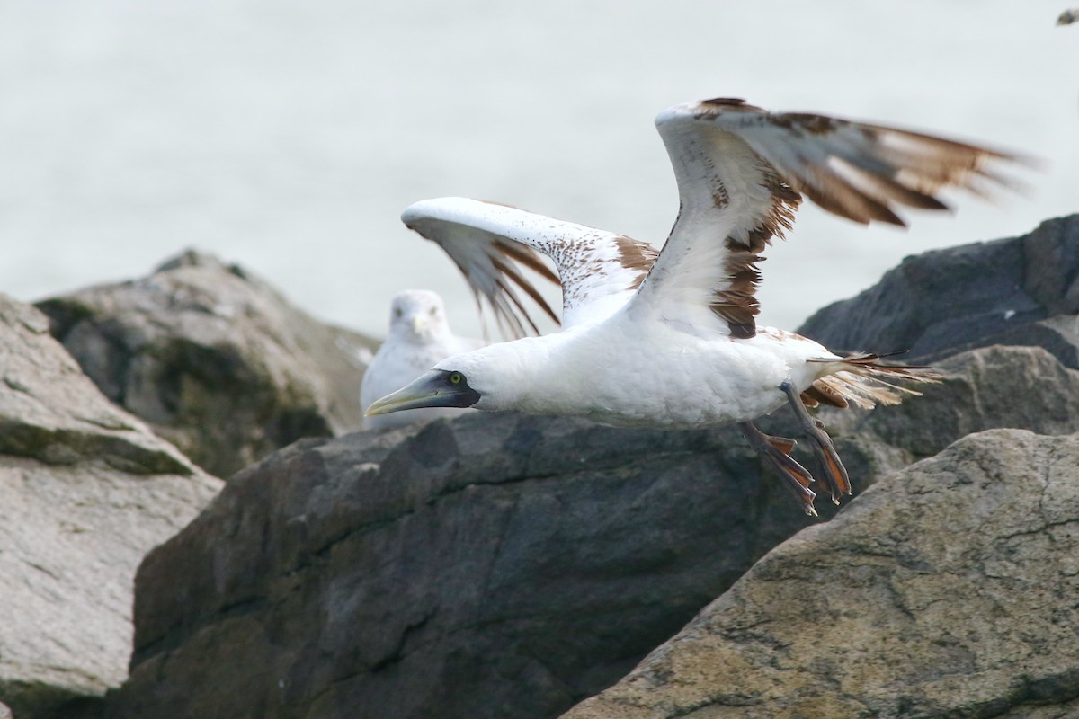 Masked Booby - Michael O'Brien