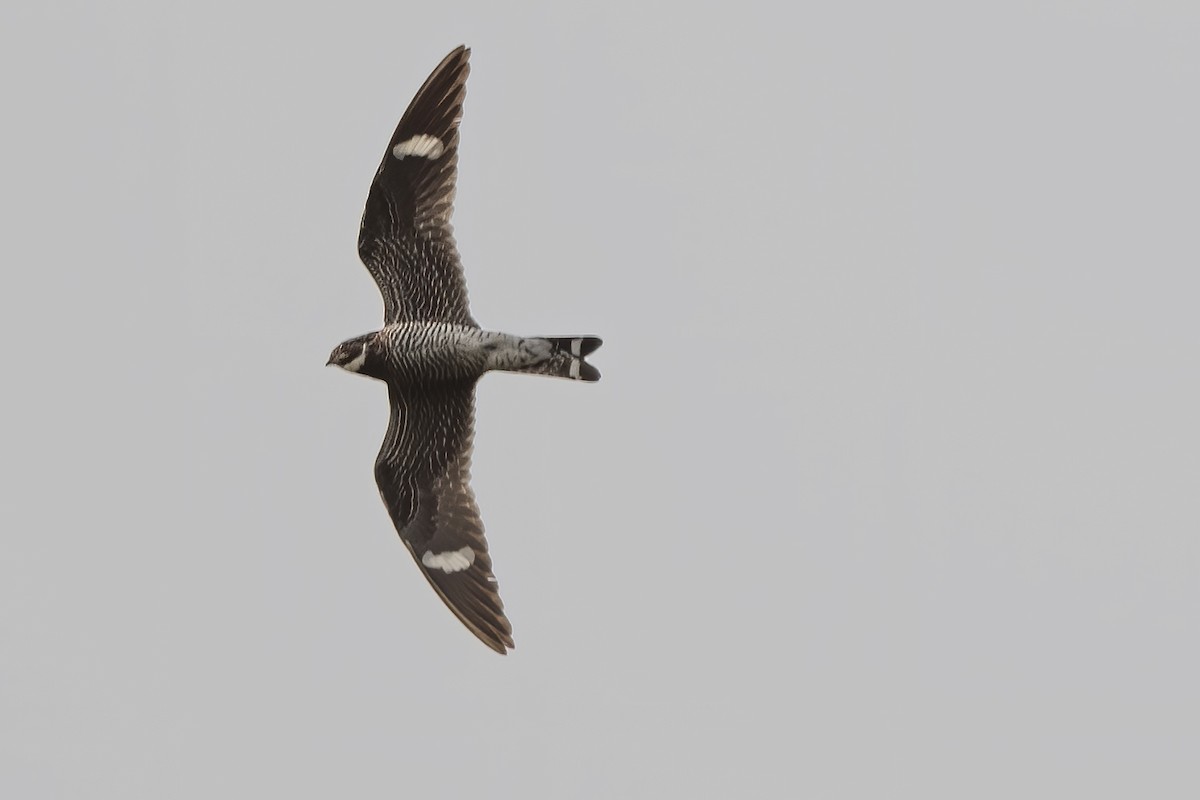 Common Nighthawk - ML263064151