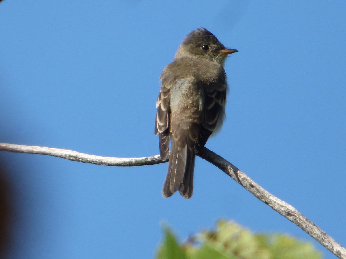 Eastern Wood-Pewee - Marieta Manolova