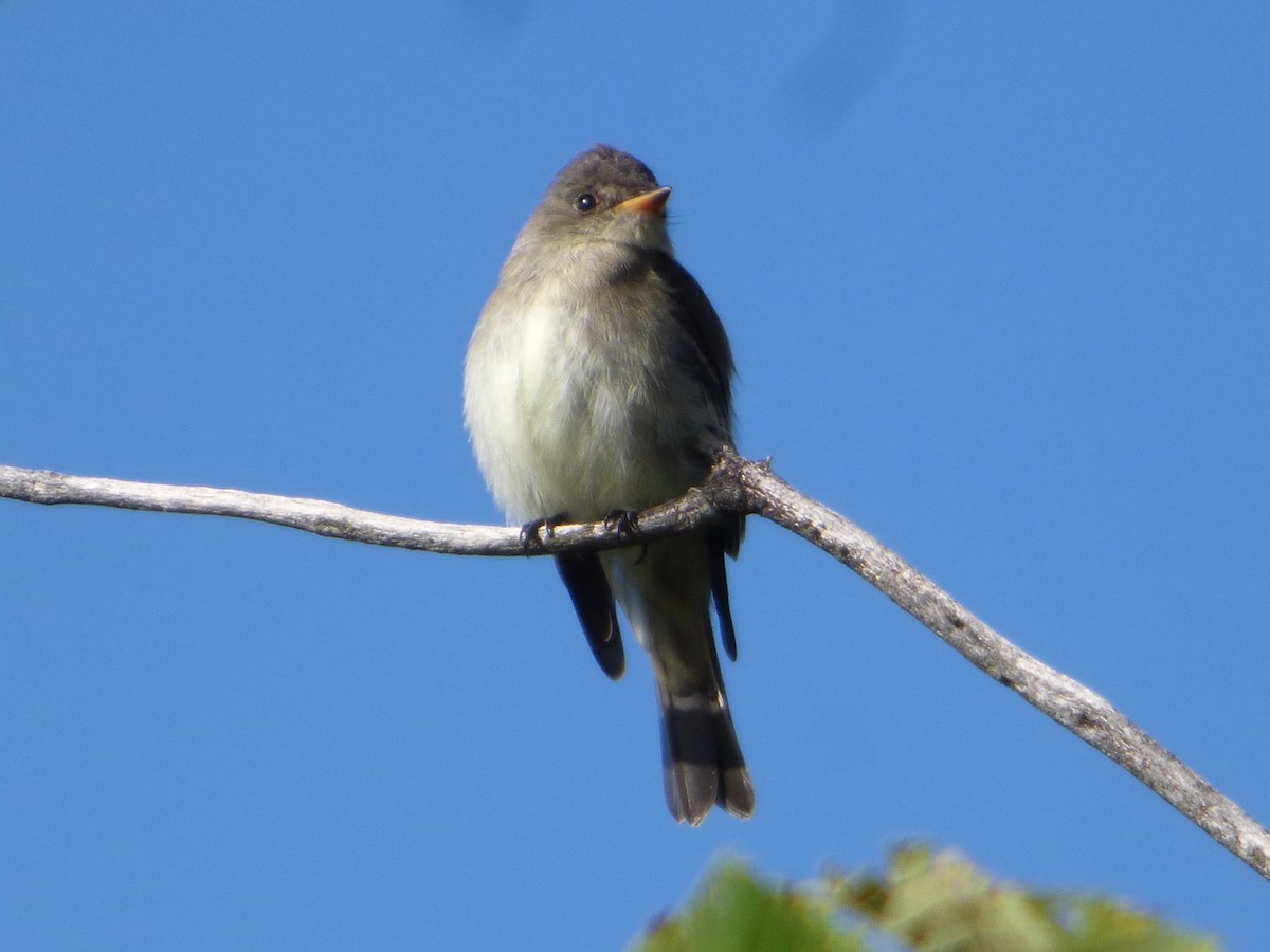 Eastern Wood-Pewee - ML263064371