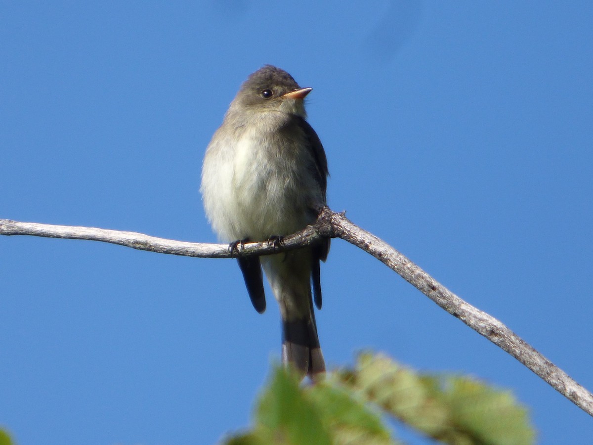 Eastern Wood-Pewee - ML263064431