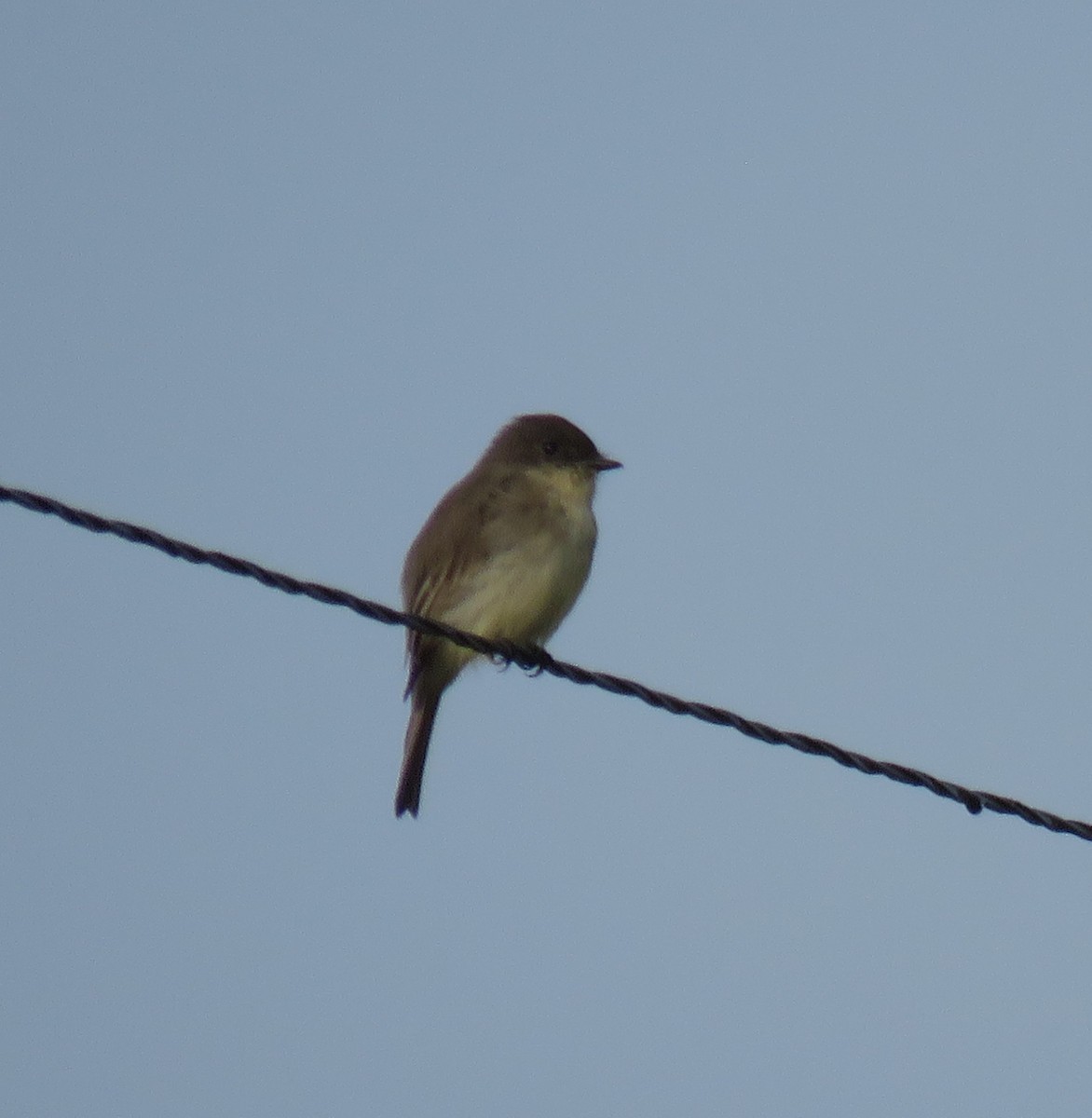 Eastern Phoebe - ML263065351