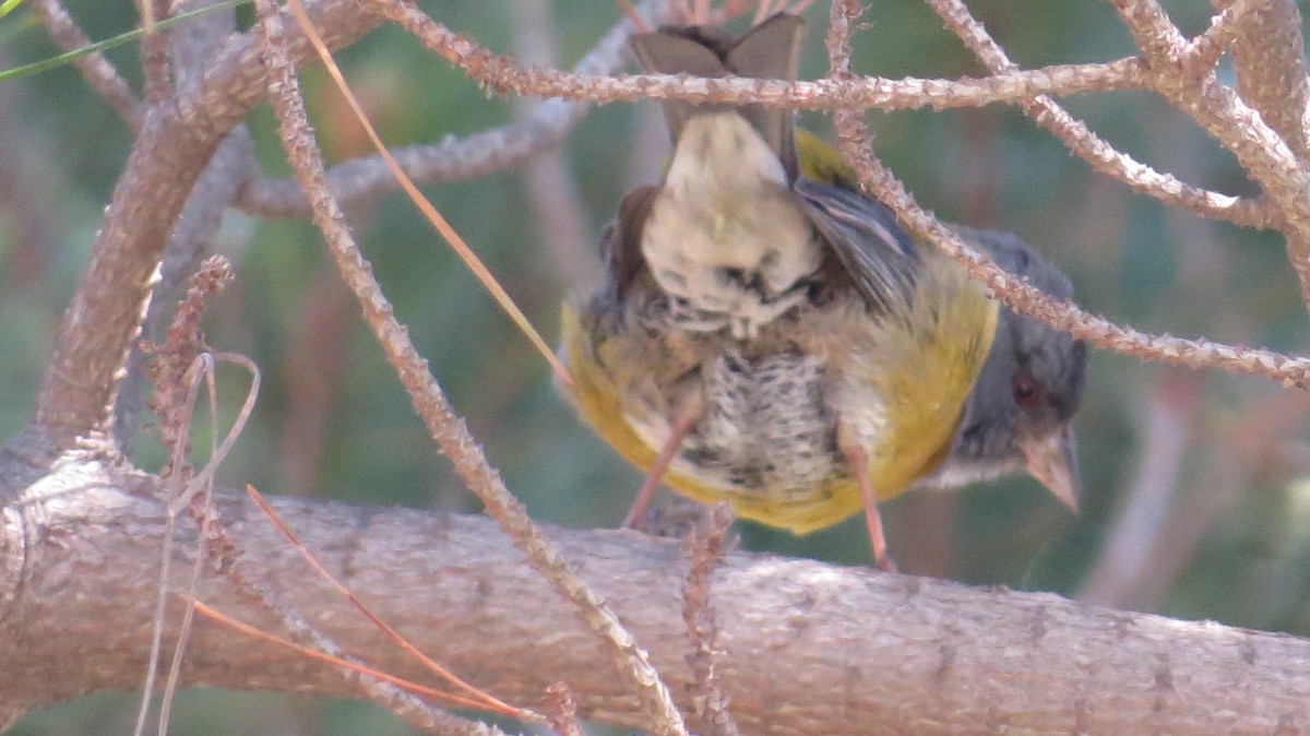 Gray-hooded Sierra Finch (minor) - ML263065681