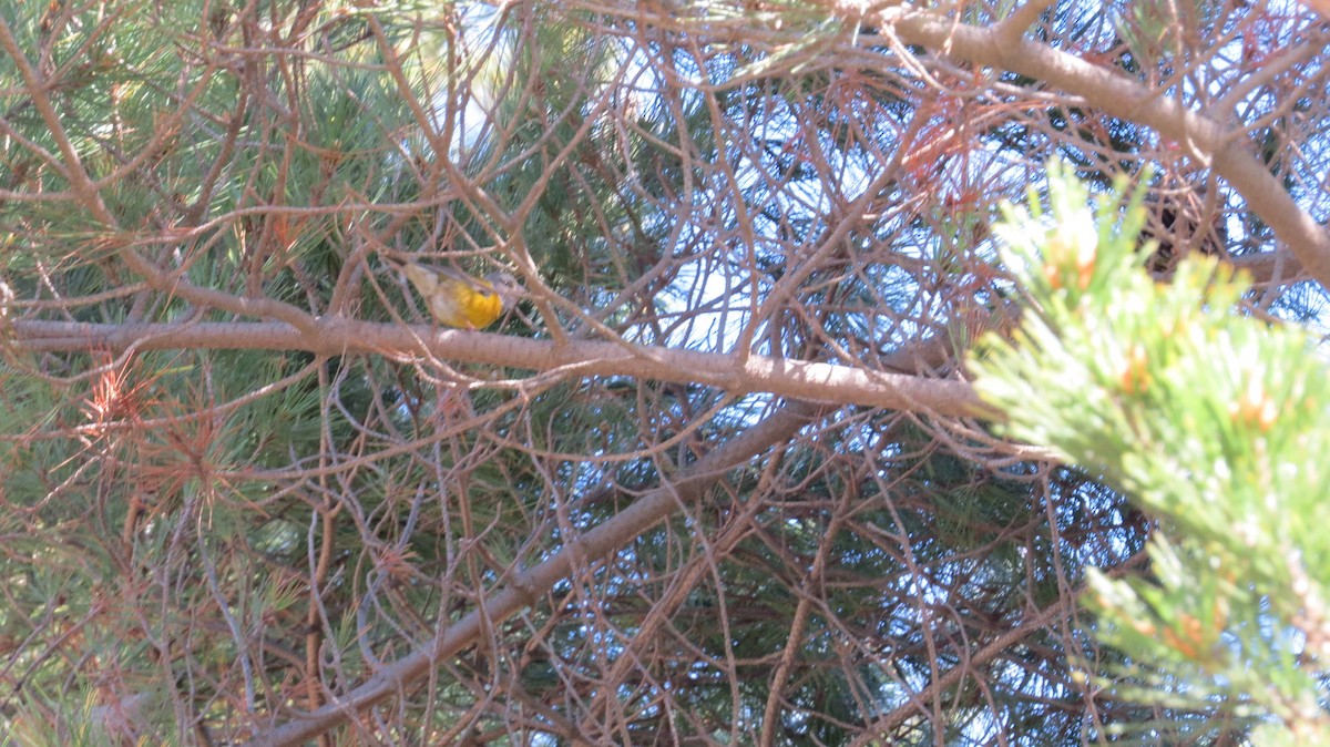 Gray-hooded Sierra Finch (minor) - ML263065931