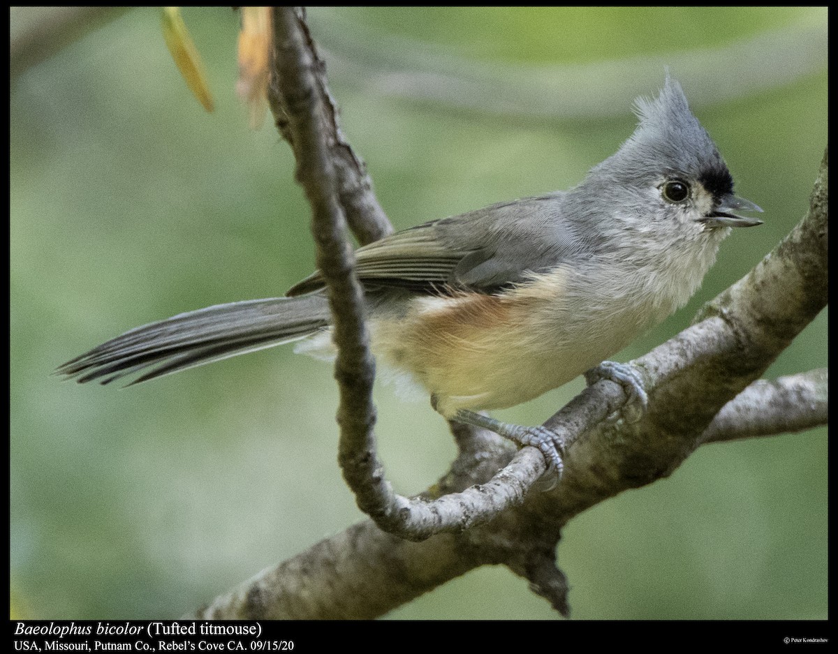 Tufted Titmouse - ML263071311
