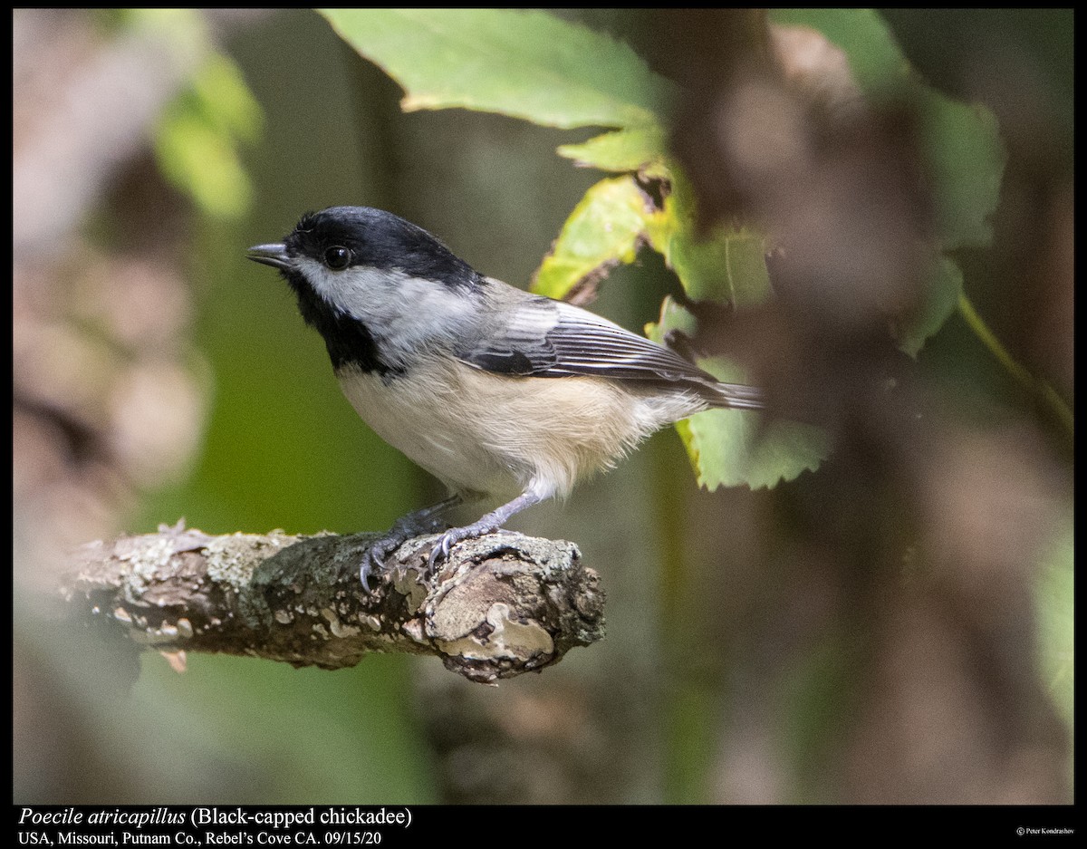 Black-capped Chickadee - ML263071771