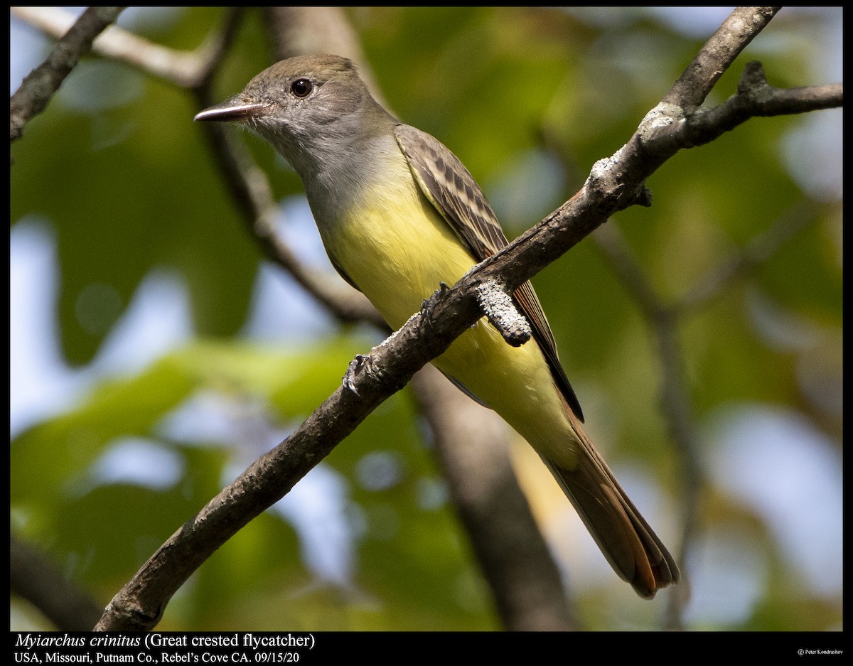 Great Crested Flycatcher - ML263071811